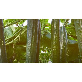 Compra PEPINO REMO F1 (1.000 Semillas) en la tienda online Fito Agrícola