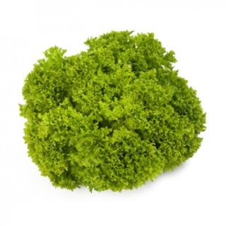 Compra LECHUGA VICINITY RZ Pildorada (5.000 Semillas). en la tienda online Fito Agrícola