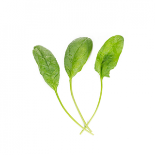 Compra ESPINACA BILBY RZ F1 BABY LEAF (1.000.000 Semillas) en la tienda online Fito Agrícola