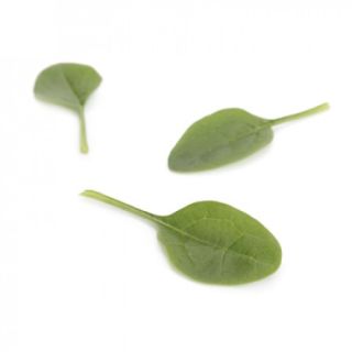 Compra ESPINACA CABEZON RZ F1 (1.000.000 Semillas) en la tienda online Fito Agrícola