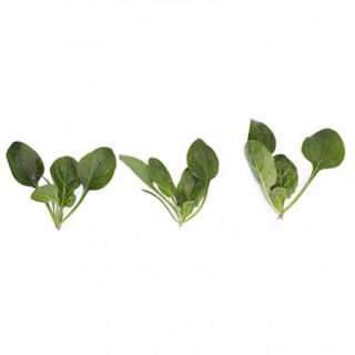 Compra ESPINACA GECKO RZ F1 (1.000.000 Semillas) en la tienda online Fito Agrícola