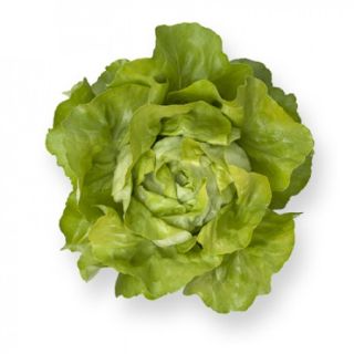 Compra LECHUGA SANTORO RZ Pildorada (5.000 Semillas). en la tienda online Fito Agrícola