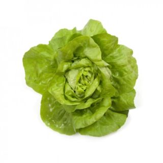 Compra LECHUGA JOLITO RZ Pildorada (5.000 Semillas). en la tienda online Fito Agrícola