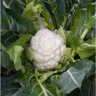 Compra COLIFLOR SENTENDER RZ F1 Precisión (2.500 Semillas). en la tienda online Fito Agrícola