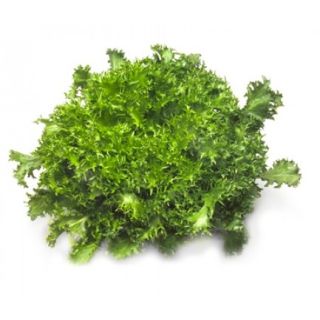 Compra ESCAROLA CIGAL RZ Pildorada (5.000 Semillas). en la tienda online Fito Agrícola