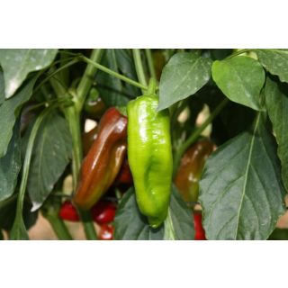 Compra PIMIENTO TORRICELLO F1 (1000 Semillas). en la tienda online Fito Agrícola