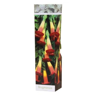 Compra BRUGMANSIA SANGUINA (1 Unid.) en la tienda online Fito Agrícola