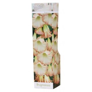 Compra BRUGMANSIA SUAVOLENS (1 Unid.) en la tienda online Fito Agrícola