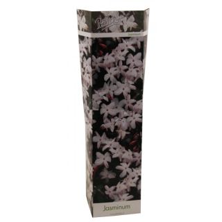 Compra JAZMÍN OFFICINALE (1 Unid.) en la tienda online Fito Agrícola