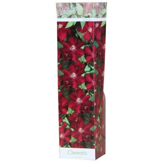 Compra CLEMATIS ROJA VILLE DE LYON (1 Unid.) en la tienda online Fito Agrícola