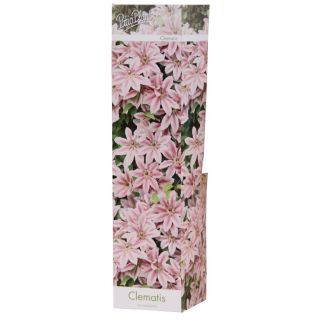 Compra CLEMATIS BICOLOR NELLY MOSER (1 Unid.) en la tienda online Fito Agrícola