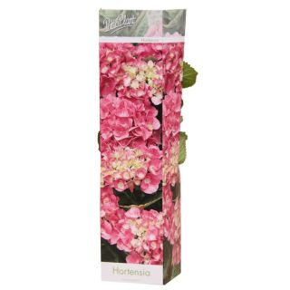 Compra HORTENSIA ROSA (1 Unid.) en la tienda online Fito Agrícola