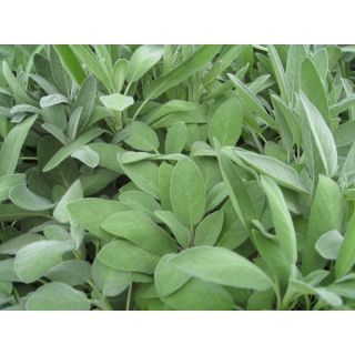 Compra SALVIA COMÚN ECOLÓGICA (50 gr.). en la tienda online Fito Agrícola