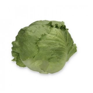 Compra LECHUGA CORVINAS RZ Pildorada (5.000 Semillas). en la tienda online Fito Agrícola