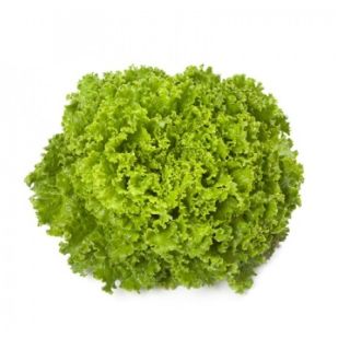 Compra LECHUGA EMOCION RZ Pildorada (5.000 Semillas). en la tienda online Fito Agrícola