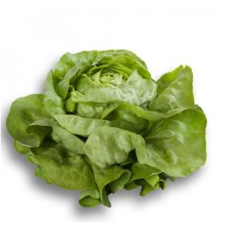 Compra LECHUGA FABIETTO RZ Pildorada (5.000 Semillas) en la tienda online Fito Agrícola