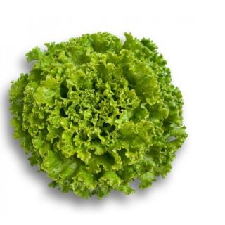 Compra LECHUGA JONCTION RZ Pildorada (5.000 Semillas). en la tienda online Fito Agrícola