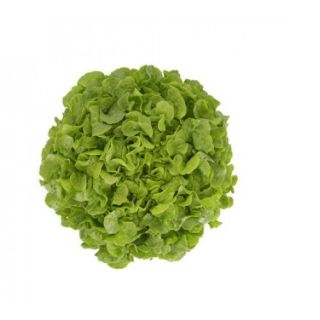 Compra LECHUGA KIEREN RZ Pildorada (5.000 Semillas). en la tienda online Fito Agrícola