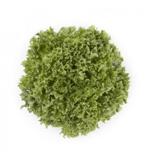 Compra LECHUGA LALIQUE RZ Pildorada (5.000 Semillas). en la tienda online Fito Agrícola