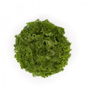 Compra LECHUGA MEDITATION RZ Pildorada (5.000 Semillas). en la tienda online Fito Agrícola