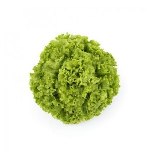 Compra LECHUGA OLMETIE RZ Pildorada (5.000 Semillas). en la tienda online Fito Agrícola