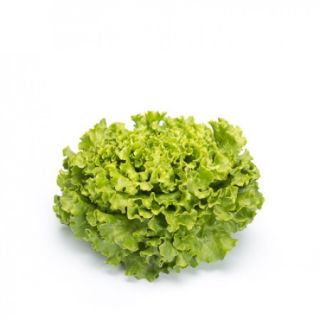 Compra LECHUGA PANTION RZ Pildorada (5.000 Semillas). en la tienda online Fito Agrícola