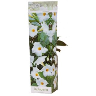 Compra DIPLADENIA RIO WHITE (1 Unid.). en la tienda online Fito Agrícola
