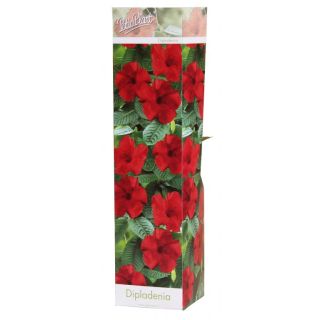 Compra DIPLADENIA HIBRIDA RIO DARK RED (1 Unid.). en la tienda online Fito Agrícola