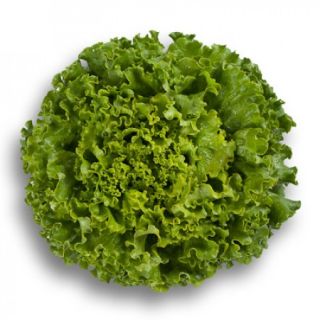 Compra LECHUGA PARTITION RZ Pildorada (5.000 Semillas). en la tienda online Fito Agrícola