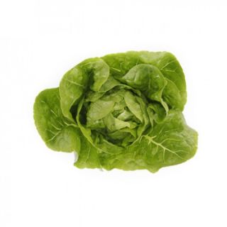 Compra LECHUGA RAINEY RZ Pildorada (5.000 Semillas). en la tienda online Fito Agrícola