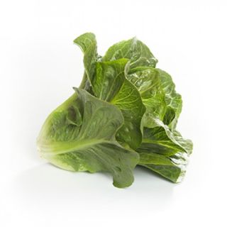 Compra LECHUGA RAWLEY RZ Pildorada (5.000 Semillas). en la tienda online Fito Agrícola