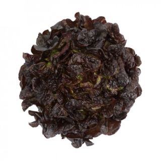 Compra LECHUGA ROMAÏ RZ Pildorada (5.000 Semillas). en la tienda online Fito Agrícola