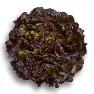 Compra LECHUGA RUTILAI RZ Pildorada (5.000 Semillas). en la tienda online Fito Agrícola