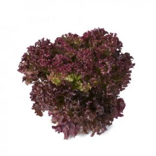 Compra LECHUGA SATINE RZ Pildorada (5.000 Semillas). en la tienda online Fito Agrícola