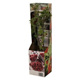 Compra GOJI (1 Unid.) en la tienda online Fito Agrícola