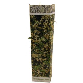 Compra JAZMÍN STAR OF TOSCANY YELLOW (24 Unid.) en la tienda online Fito Agrícola