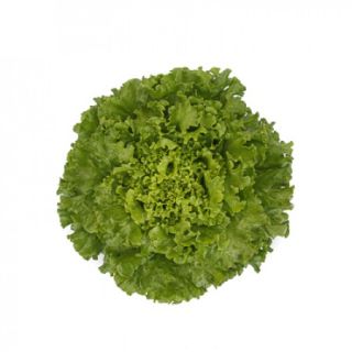 Compra LECHUGA STATION RZ Pildorada (5.000 Semillas). en la tienda online Fito Agrícola