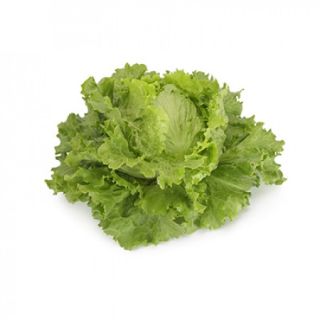 Compra LECHUGA TIROLION RZ Pildorada (5.000 Semillas). en la tienda online Fito Agrícola