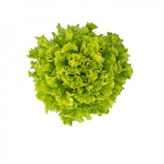 Compra LECHUGA TRINTION RZ Pildorada (5.000 Semillas). en la tienda online Fito Agrícola