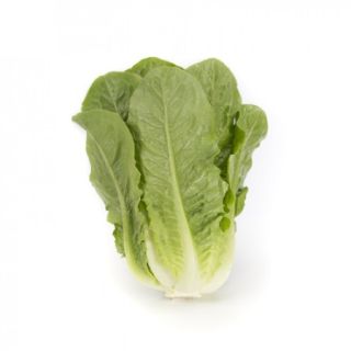 Compra LECHUGA TUCCADONA RZ Pildorada (5.000 Semillas). en la tienda online Fito Agrícola