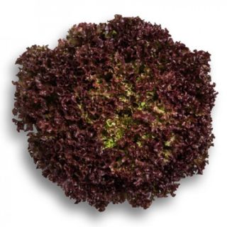 Compra LECHUGA WILBUR RZ Pildorada (5.000 Semillas). en la tienda online Fito Agrícola