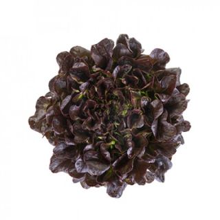 Compra LECHUGA XEM RZ Pildorada (5.000 Semillas). en la tienda online Fito Agrícola