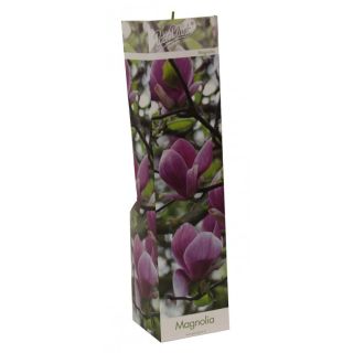 Compra MAGNOLIA SUSAN (24 Unid.). en la tienda online Fito Agrícola