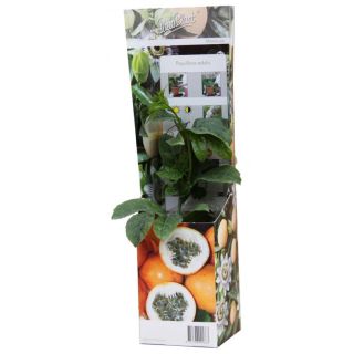 Compra MARACUYÁ FREDERICK (1 Unid.) en la tienda online Fito Agrícola