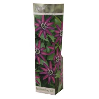 Compra PASSIFLORA PURA VIDA (1 Unid.). en la tienda online Fito Agrícola