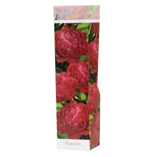 Compra PEONÍA DOBLE ROJA (1 Unid.) en la tienda online Fito Agrícola