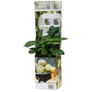 Compra PEPINO GOLD (1 Unid.) en la tienda online Fito Agrícola