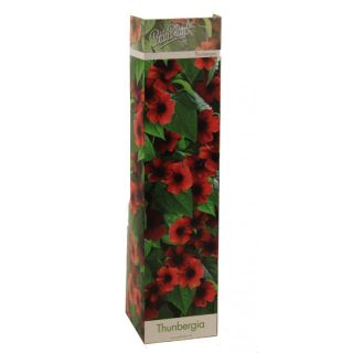 Compra THUNBERGIA ROJA (1 Unid.) en la tienda online Fito Agrícola