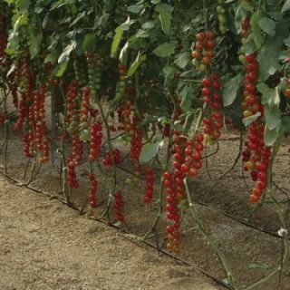 Compra TOMATE MOSCATEL RZ F1 (1.000 Semillas). en la tienda online Fito Agrícola