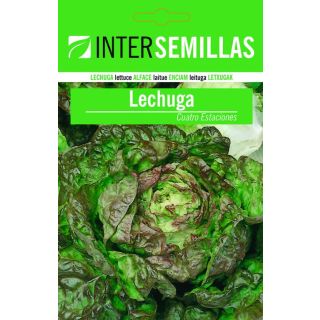 Compra LECHUGA MARAVILLA CUATRO ESTACIONES (100 gr.). en la tienda online Fito Agrícola